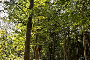 Siebentischwald